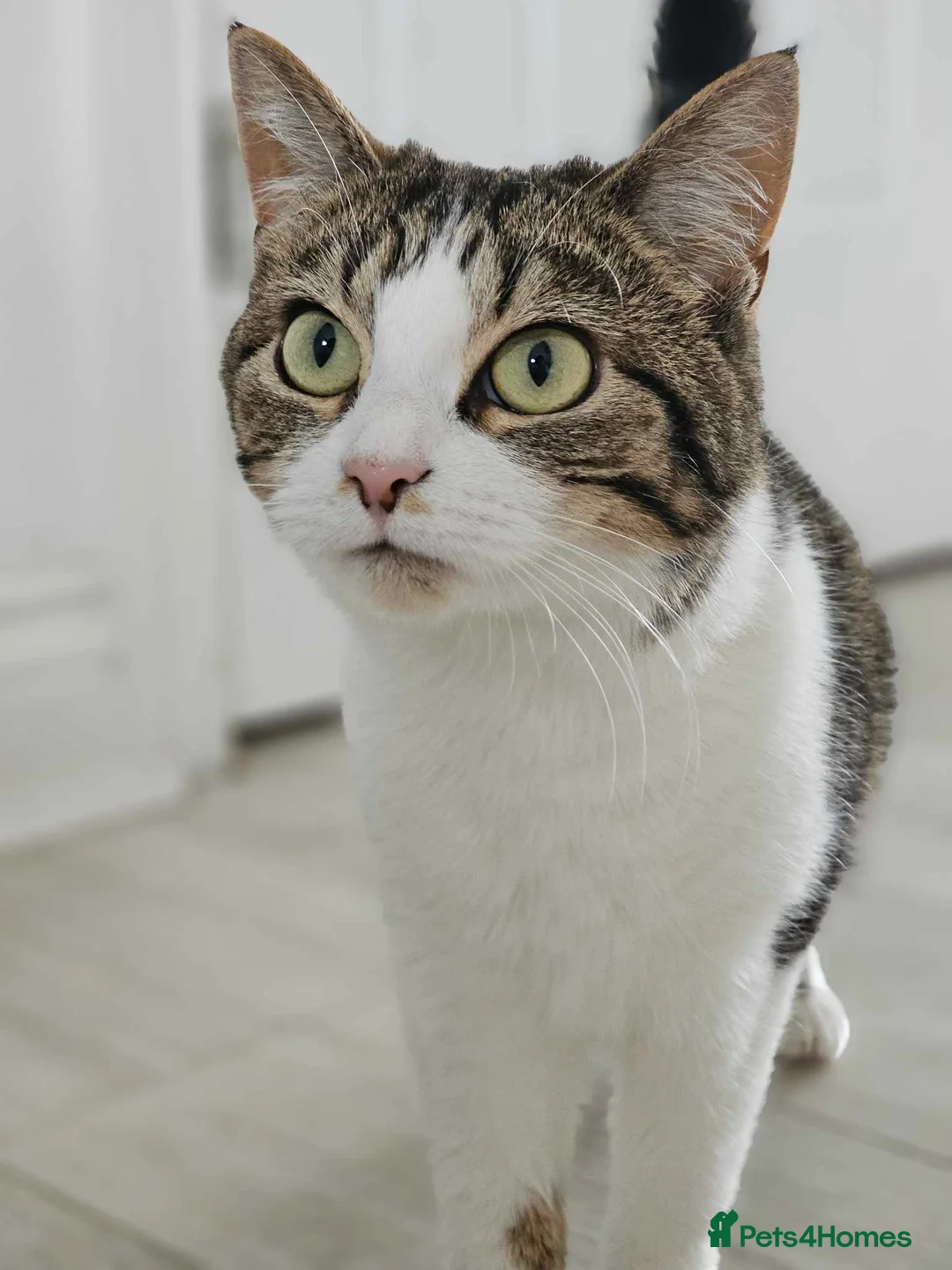 Mixed Breed cats for sale: Bonded pair of female cats - Advert 2