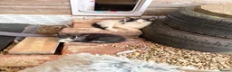 Mixed Breed cats for sale: Rescue Cat and her 3 adorable kittens need homes. - Advert 6