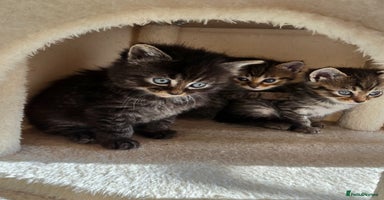 Mixed Breed cats - Advert 6