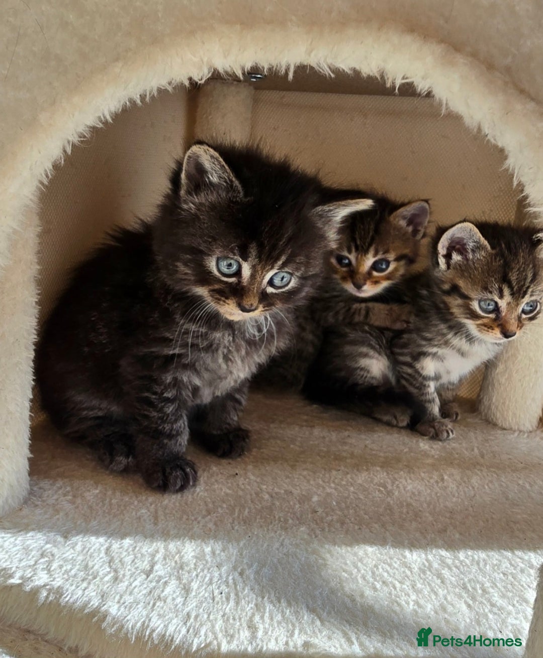 Mixed Breed cats for sale: Fluffy Kittens - Image 2