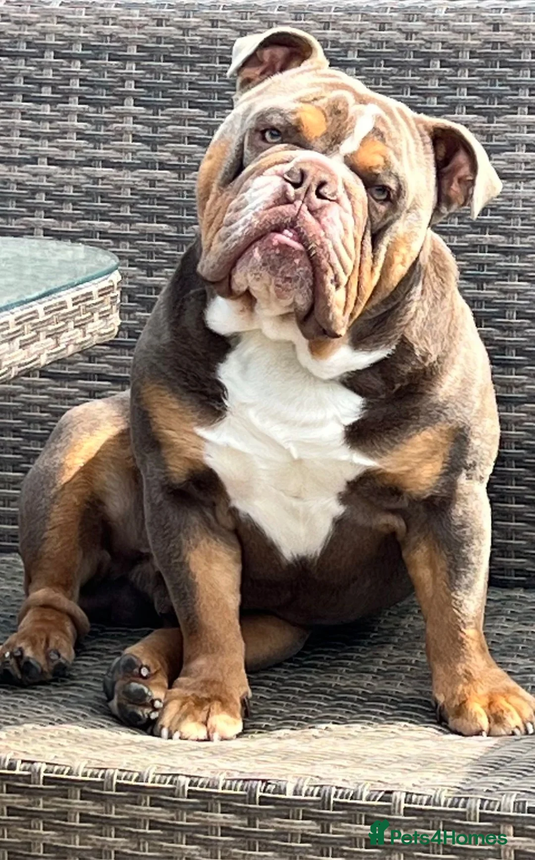 English Bulldog dogs for stud: FOR STUD - PROVEN - SON OF GOLDEN CHILD in Sheerness - Advert 6