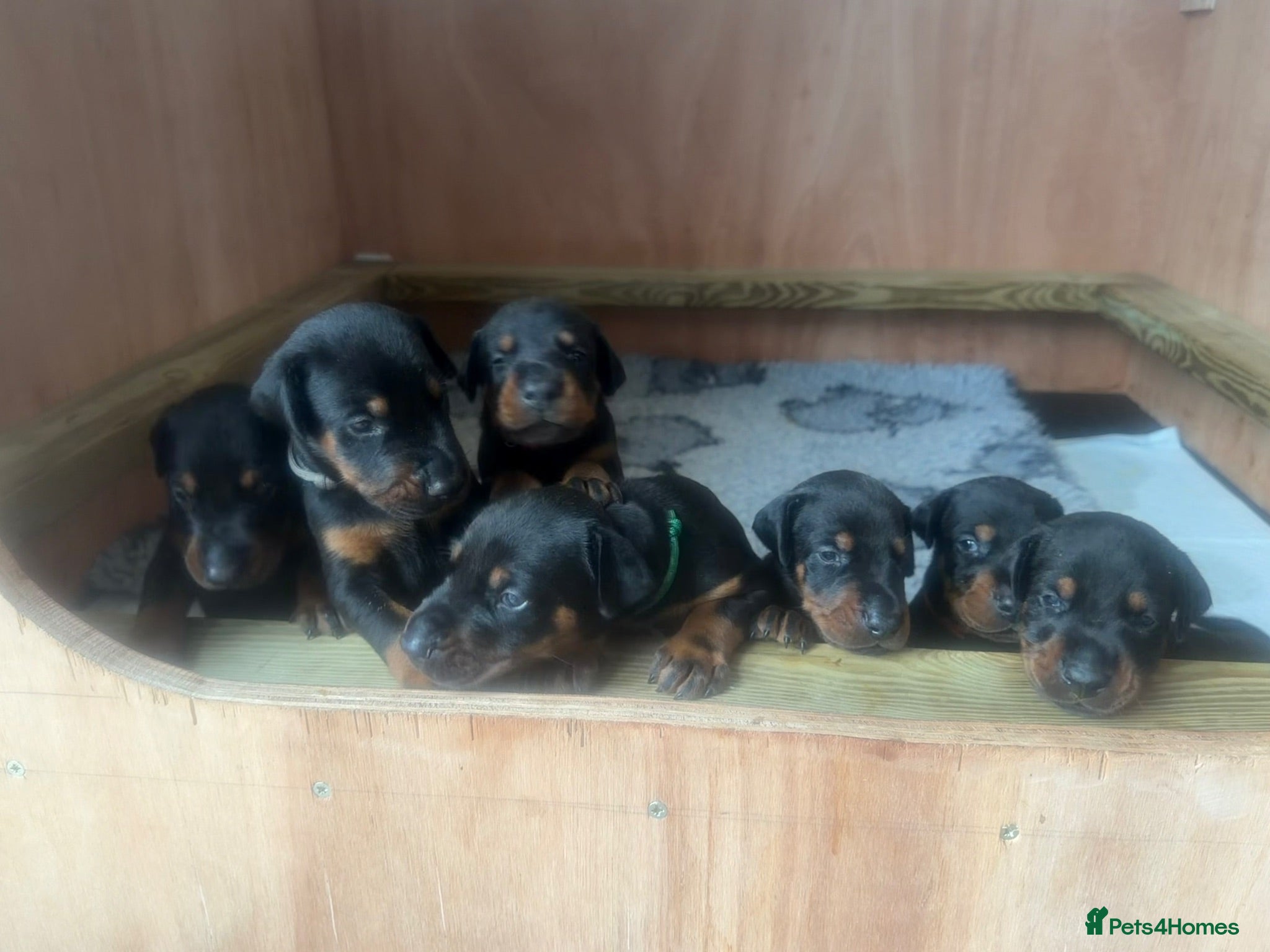 Dobermann dogs Beautiful Doberman puppies - Advert 1