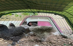 Chickens poultry for sale: Beautiful young  blue/grey Cochin cockerel  - Image 4