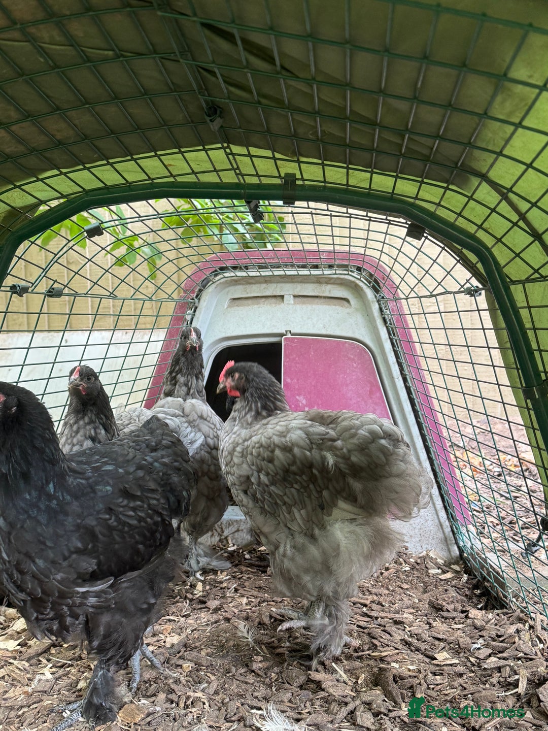 Chickens poultry for sale: Beautiful young  blue/grey Cochin cockerel  - Image 4