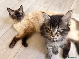 Mixed Breed cats Mix breed ragdoll kittens - Advert 10