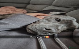 Staffordshire Bull Terrier dogs for sale: Female staff - Image 1