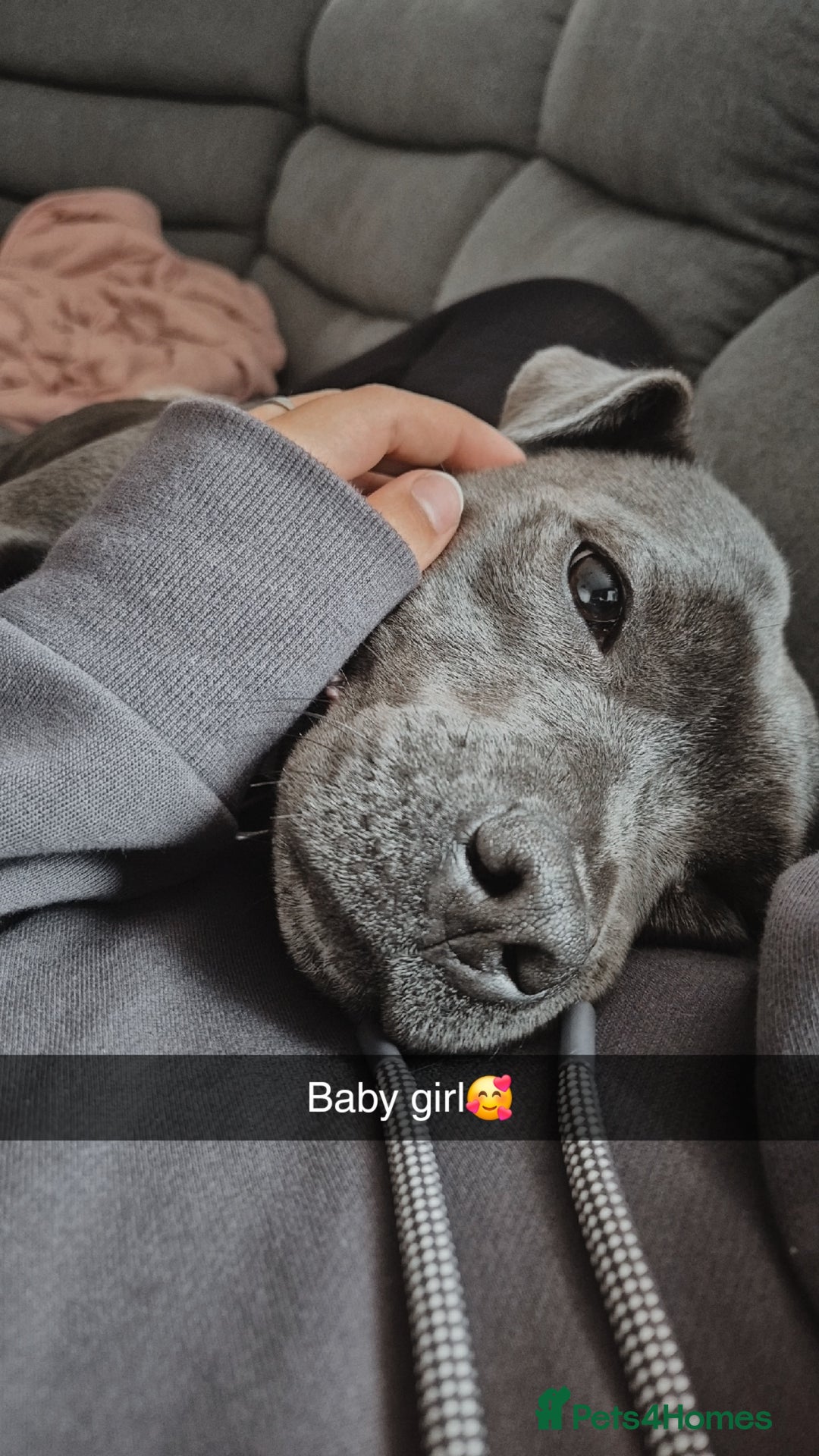 Staffordshire Bull Terrier dogs for sale: Female staff - Image 1