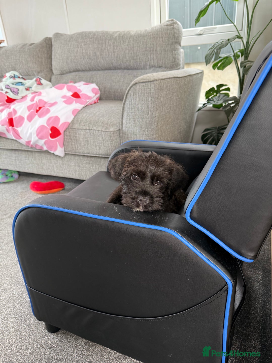 Mixed Breed dogs for sale: Tibetan Terrier x Jug - Image 1