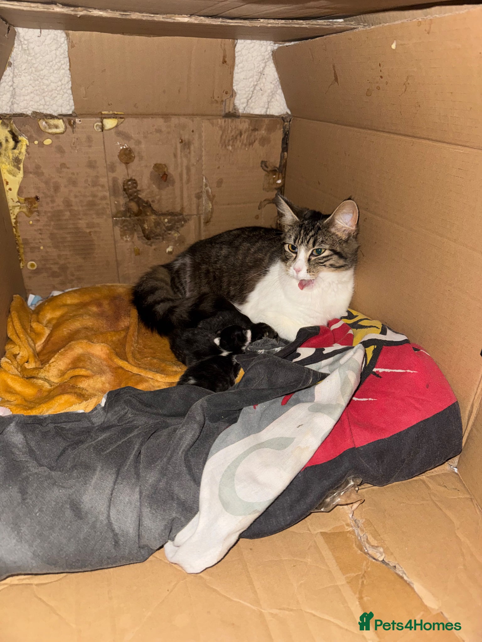 Mixed Breed cats for sale: 3 gorgeous kittens for sale - Advert 23