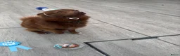 Pomsky dogs for stud: Micro pomsky stud - Advert 9