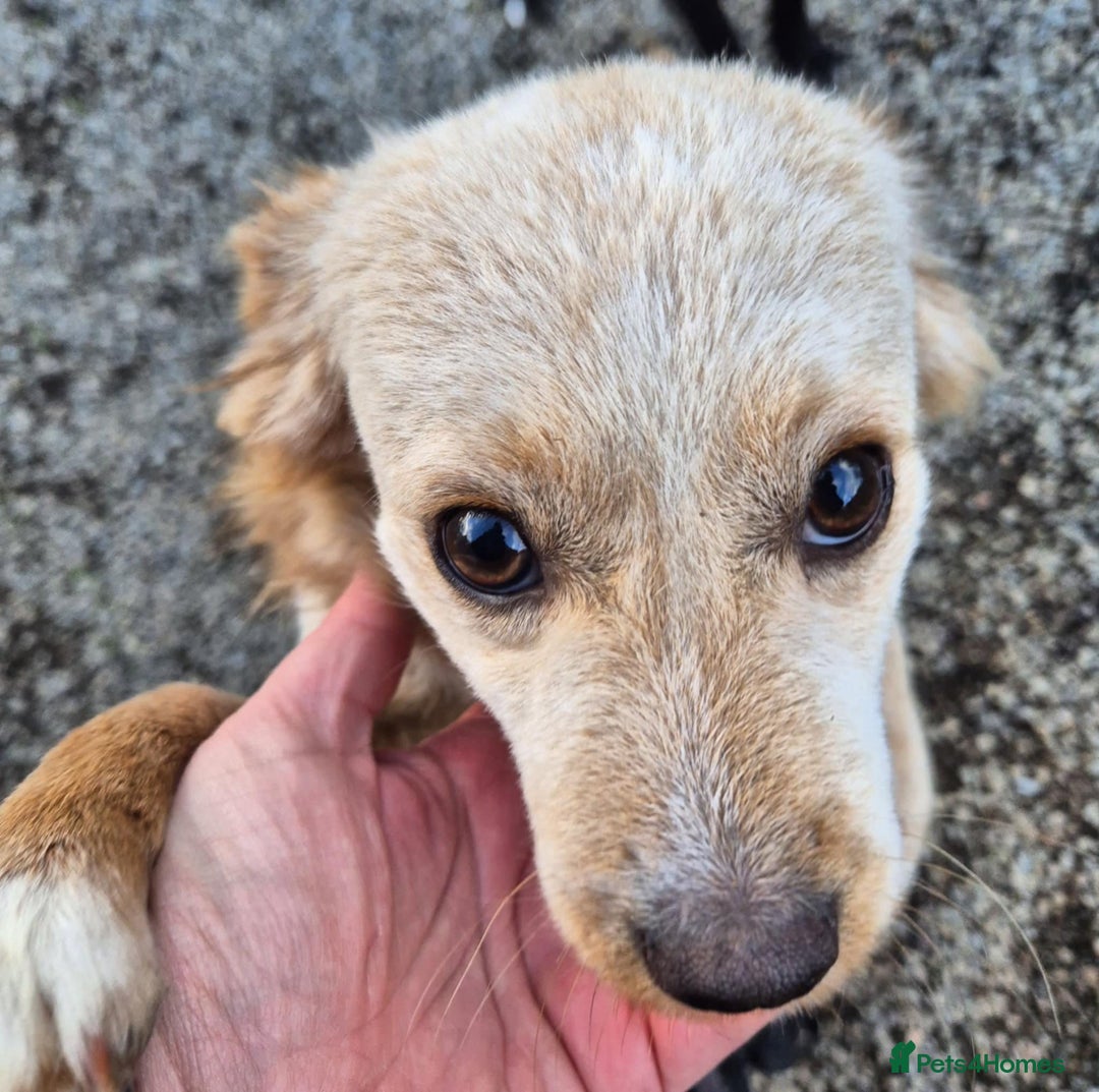 Mixed Breed dogs for adoption: Merry - In Ayr Looking for a home  - Advert 6