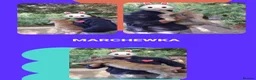 Continental Giant rabbits for sale: VACCINATED Pure Continental Giant  - Advert 30