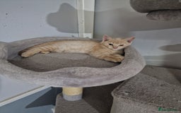 British Shorthair cats for sale: Pure British shirthair ready for new parents - Image 5