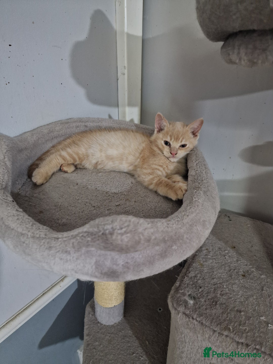 British Shorthair cats for sale: Pure British shirthair ready for new parents - Image 5