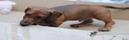 Dachshund dogs for sale: READY NOW Standard smooth haired dachshund  - Advert 3