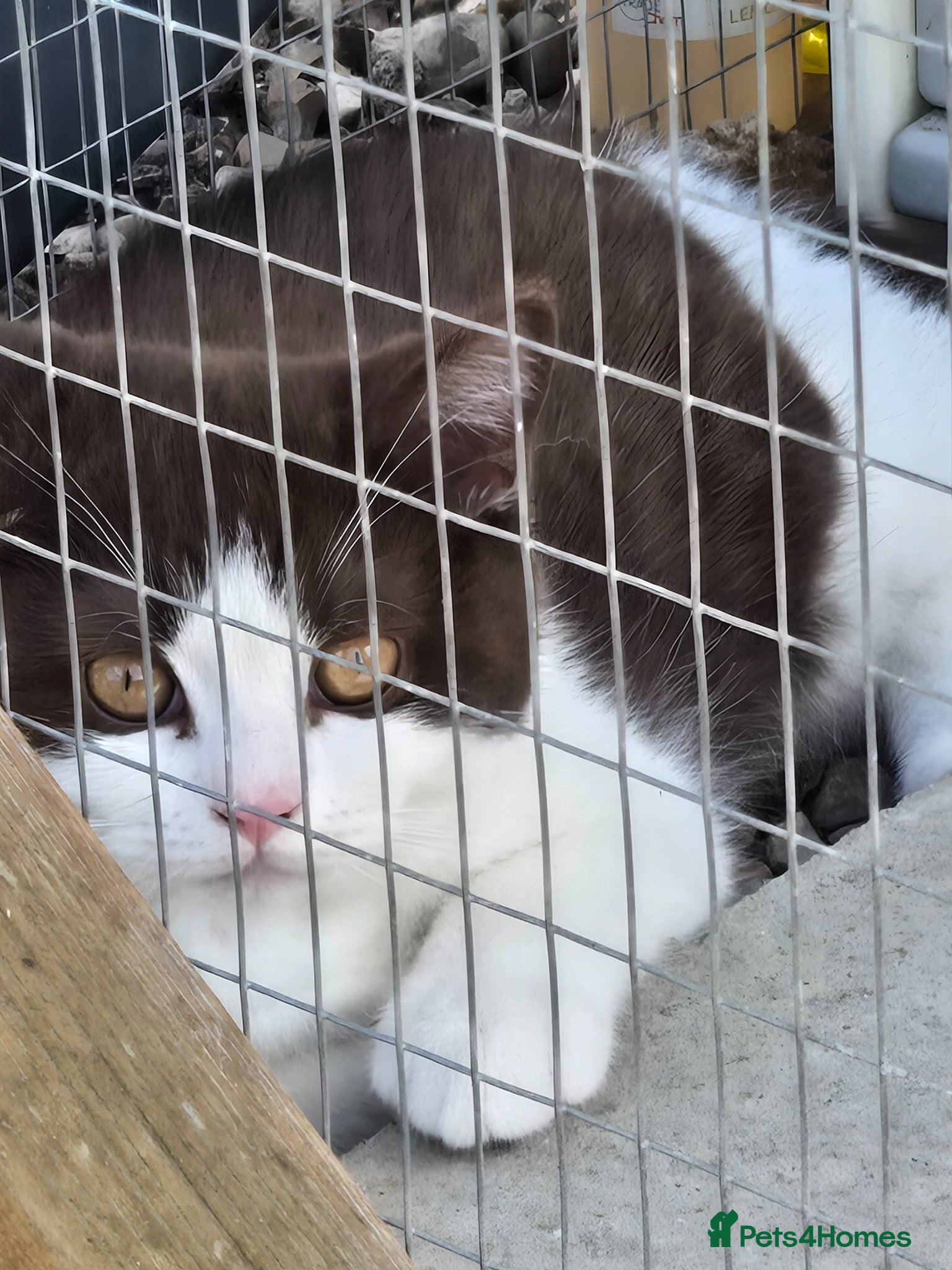 British Shorthair cats for sale: ❤️REDUCED TICA REG❤️ - Advert 13