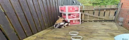 Dwarf Lop rabbits for sale: 2 sisters Rabbits for sale  in Glasgow - Advert 3