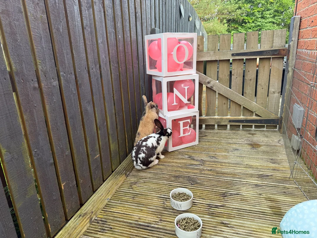 Dwarf Lop rabbits for sale: 2 sisters Rabbits for sale  in Glasgow - Advert 3