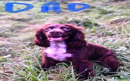 Cocker Spaniel dogs for sale: Cocker spaniel worker puppies  - Image 13