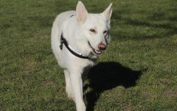 German Shepherd dogs for sale: White german sheperd  - Image 29
