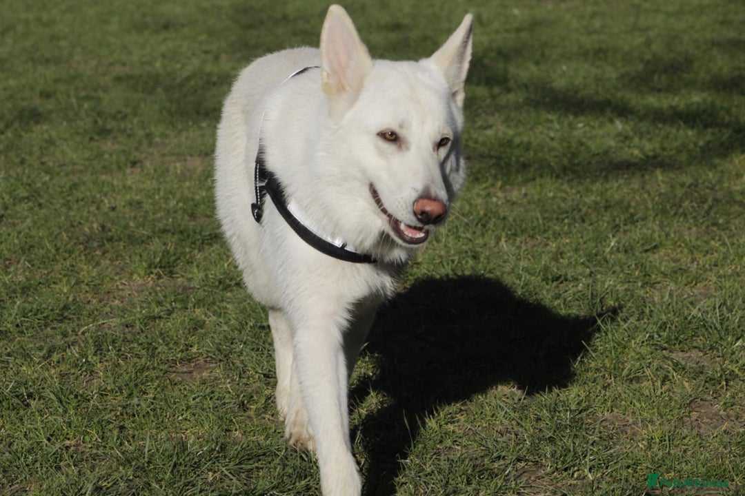 German Shepherd dogs for sale: White german sheperd  - Image 29