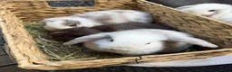 Mini Lop rabbits for sale: Stunning mini lops - Advert 9
