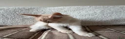Maine Coon cats for sale: Maine Coon 3/4 Cross Kittens  - Advert 14