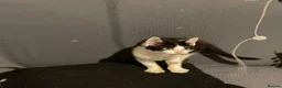 Mixed Breed cats for sale: Kittens for sale Walsall  - Advert 3