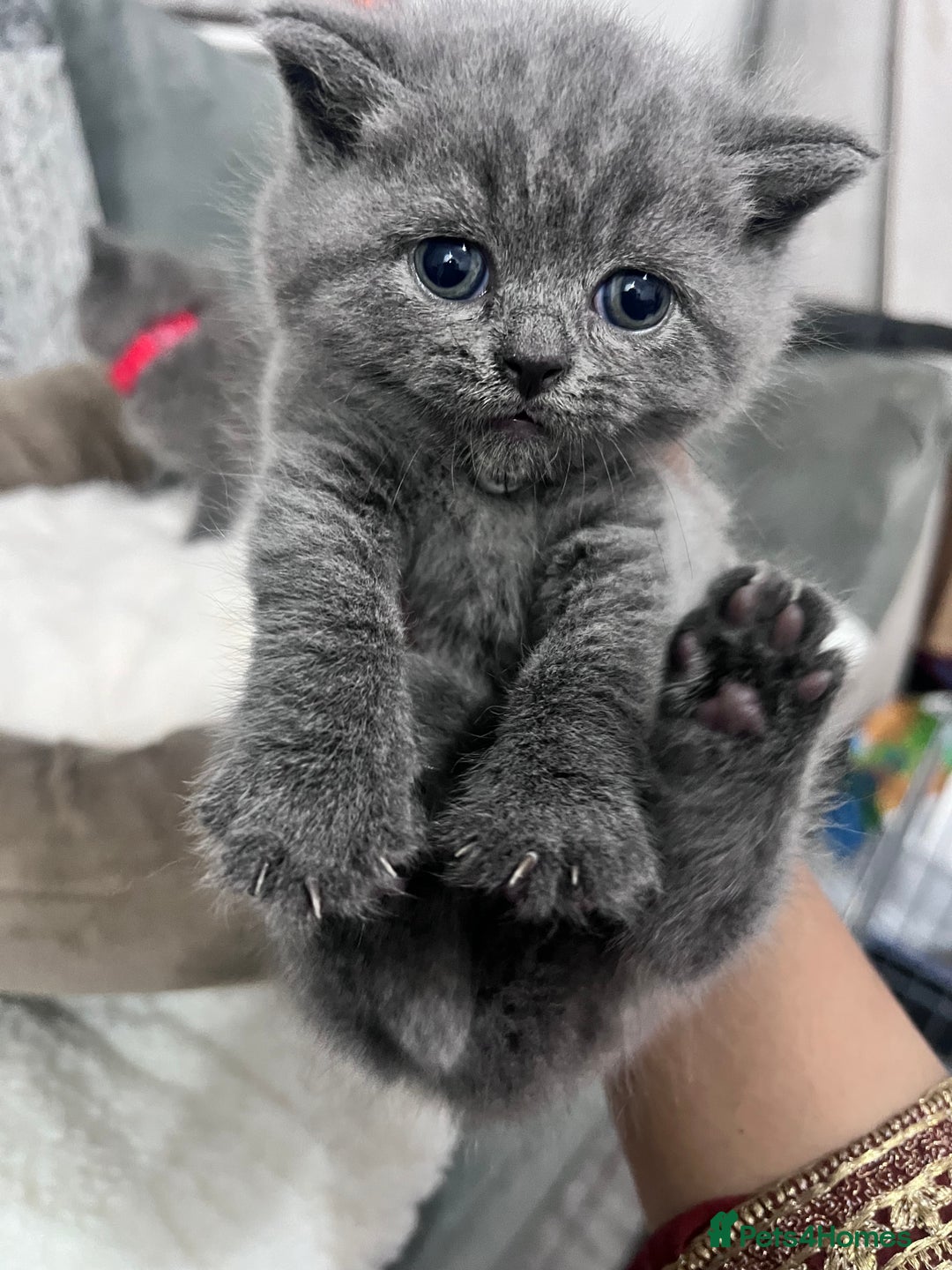 British Shorthair cats for sale: British short hair kittens - Image 6