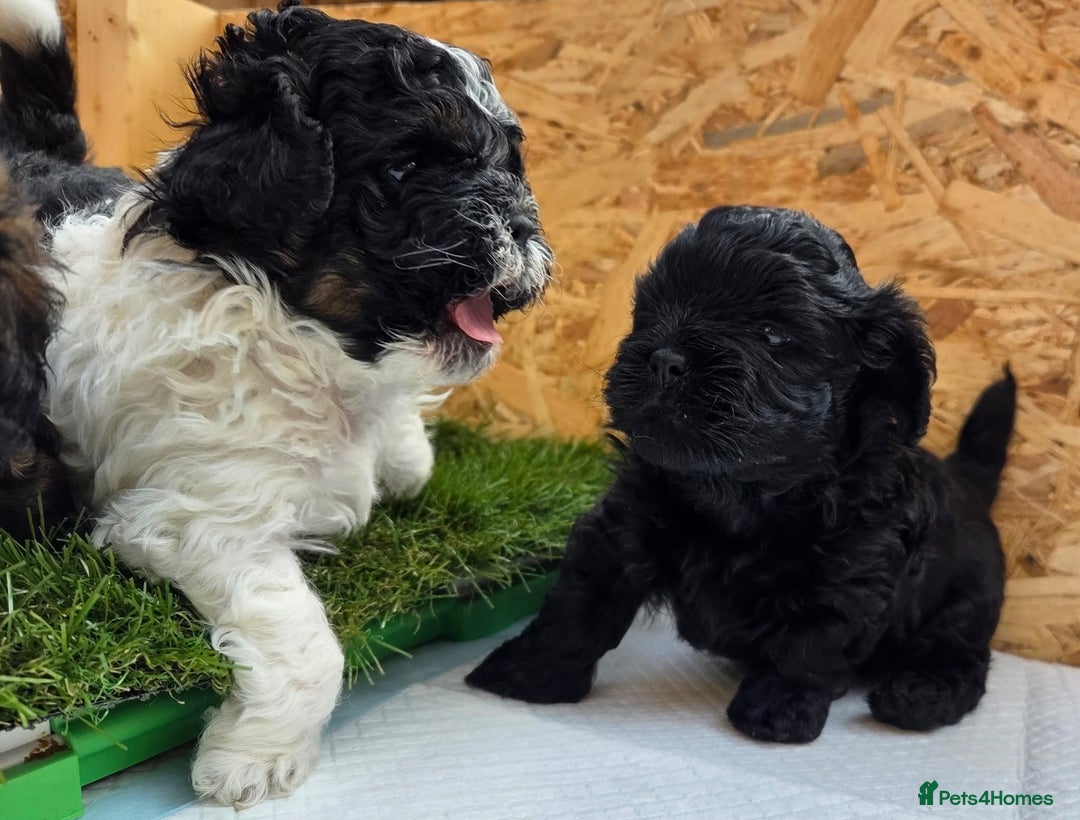 Shihpoo dogs for sale: F2 shihpoo puppies. - Image 19