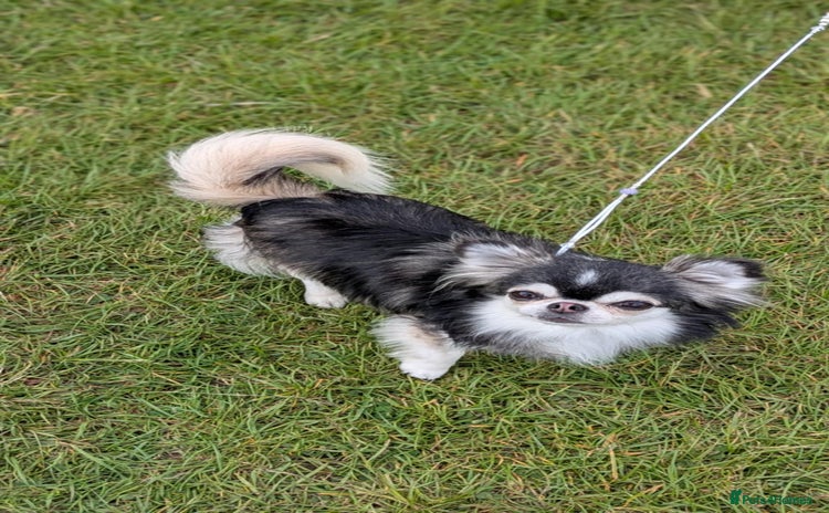 Chihuahua dogs - Advert 1