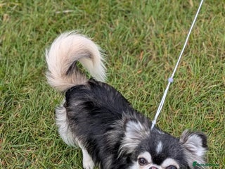 Chihuahua dogs - Advert 6