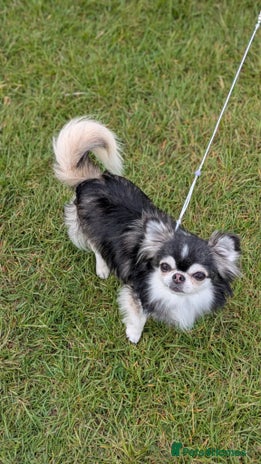 Chihuahua dogs - Advert 1