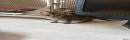 Bengal cats for sale: Bengal kittens pedigreed and registered - Advert 2