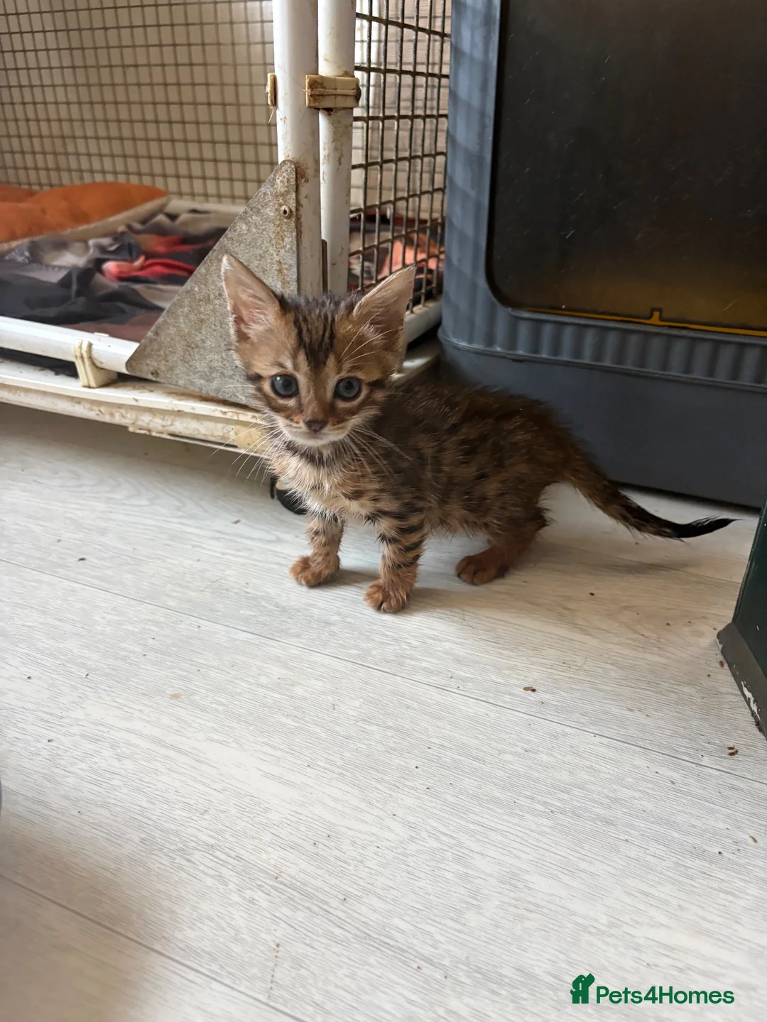 Bengal cats for sale: Bengal kittens pedigreed and registered - Advert 2
