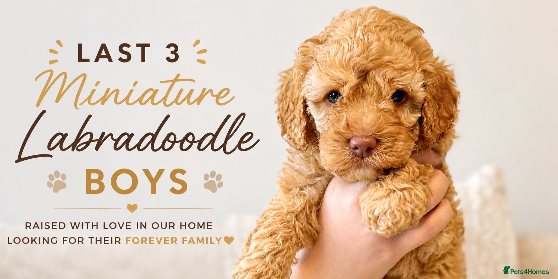 Labradoodle dogs 🐾 Health Tested F1B Mini Labradoodle Puppies 🐾 - Advert 1