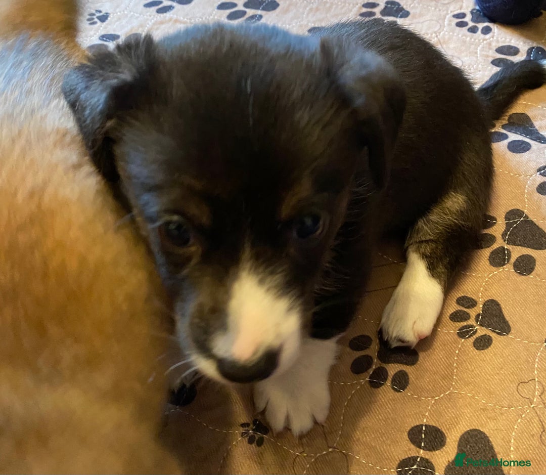 Welsh Corgi Cardigan dogs for sale: Welsh Cardigan Corgis by 5 ⭐️ Licensed Breeder - Advert 24