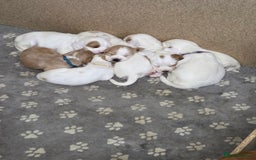 Cocker Spaniel dogs for sale: Cocker spaniels - Image 3