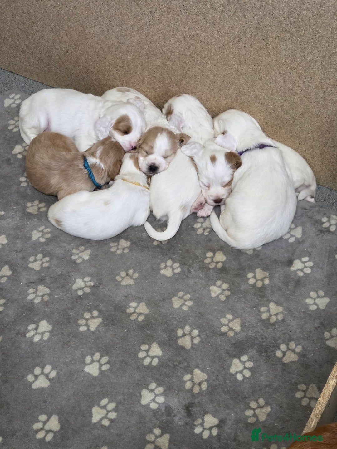 Cocker Spaniel dogs for sale: Cocker spaniels - Image 3