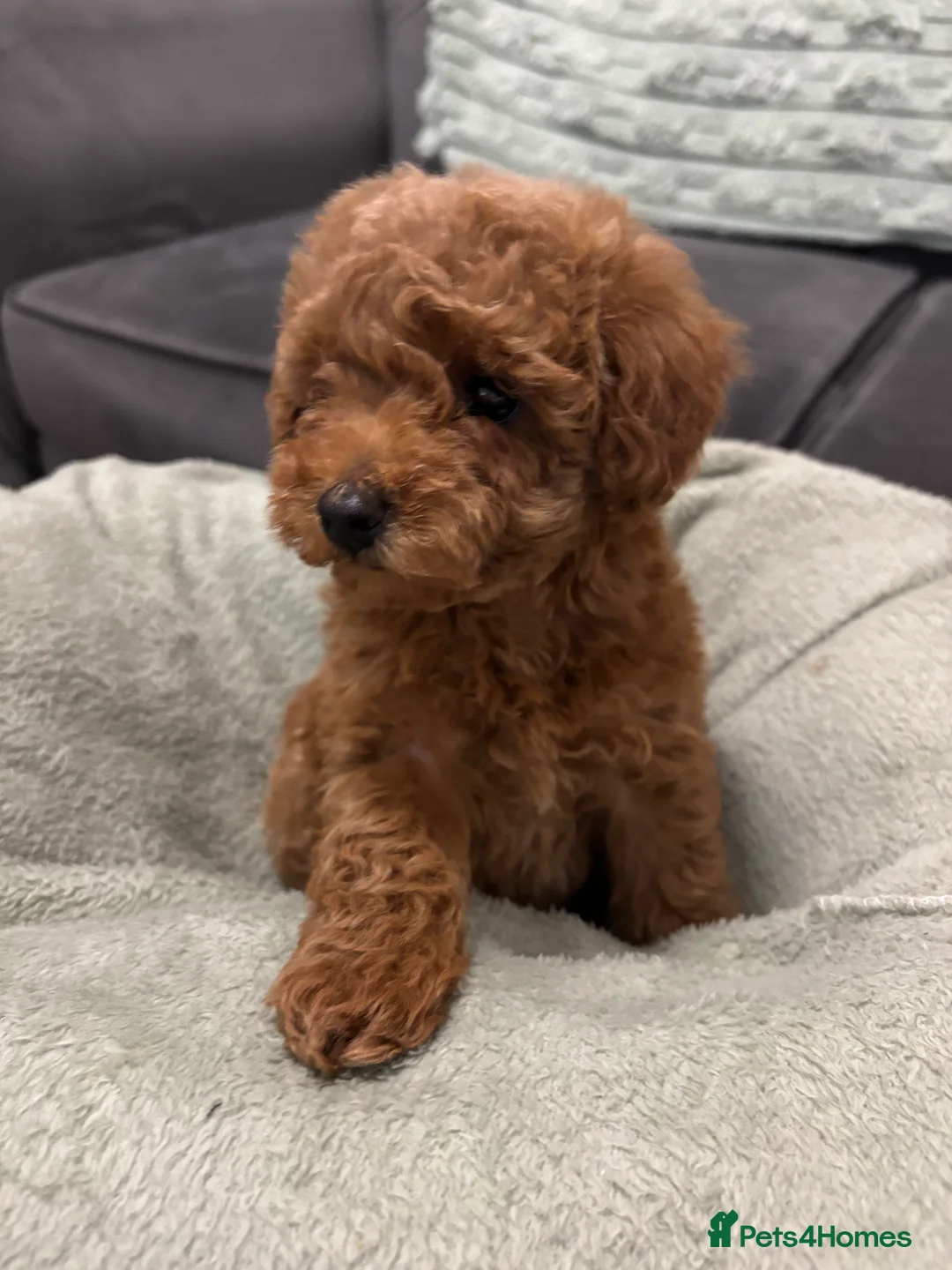 Toy Poodle dogs for sale: 🐾 Stunning Red Toy Poodle Puppies   - Advert 8