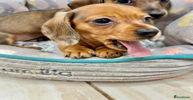 Miniature Dachshund dogs - Advert 2
