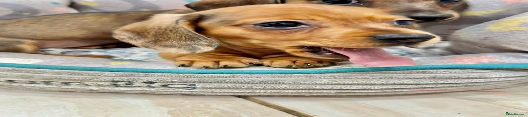 Miniature Dachshund Puppy 2