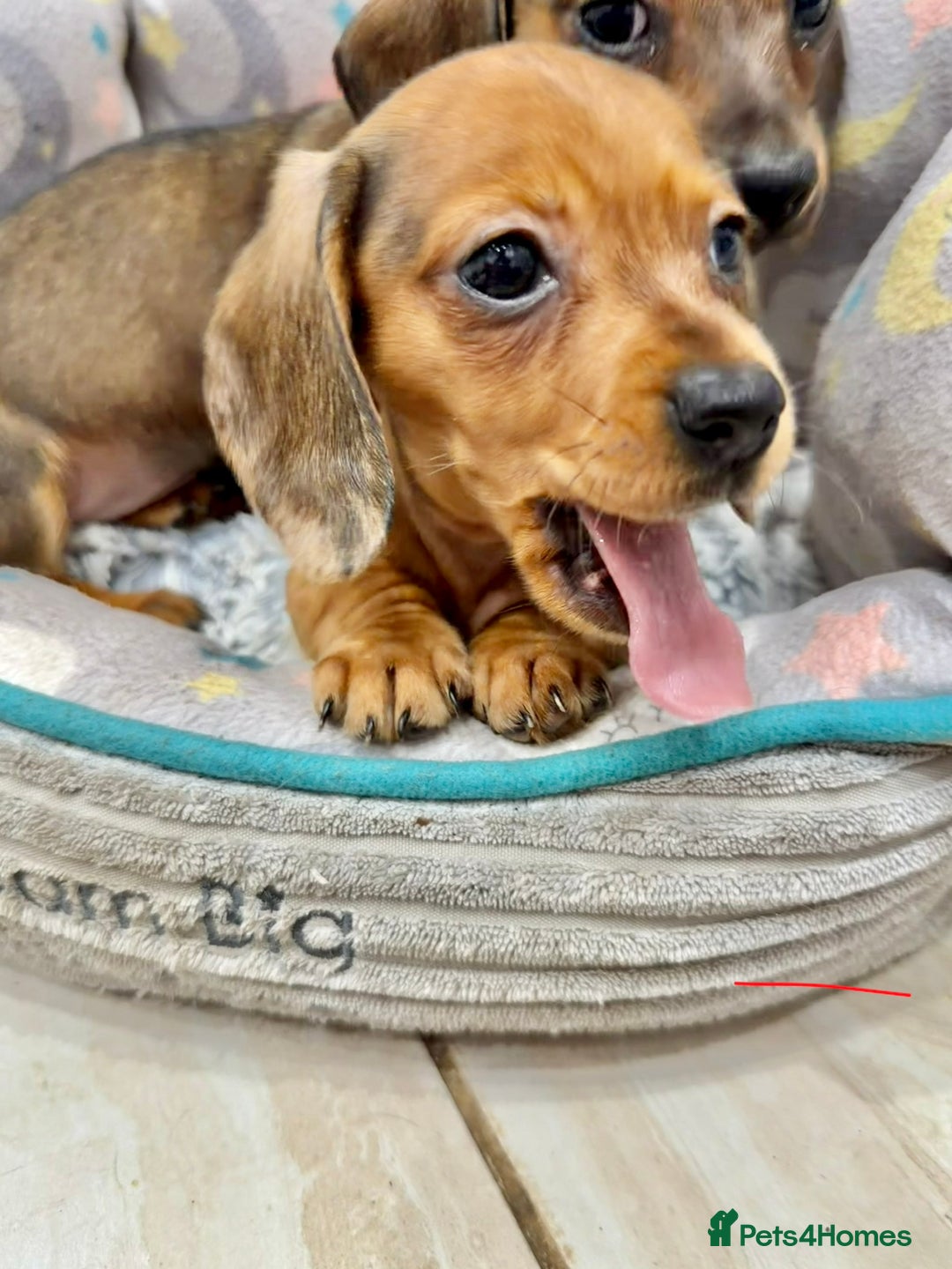 Miniature Dachshund dogs for sale: ✨ Tiny gorgeous puppy girl Mini dachshund  ✨ - Image 7