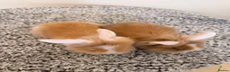Mini Lion Lop rabbits for sale: Two girls left  - Advert 2