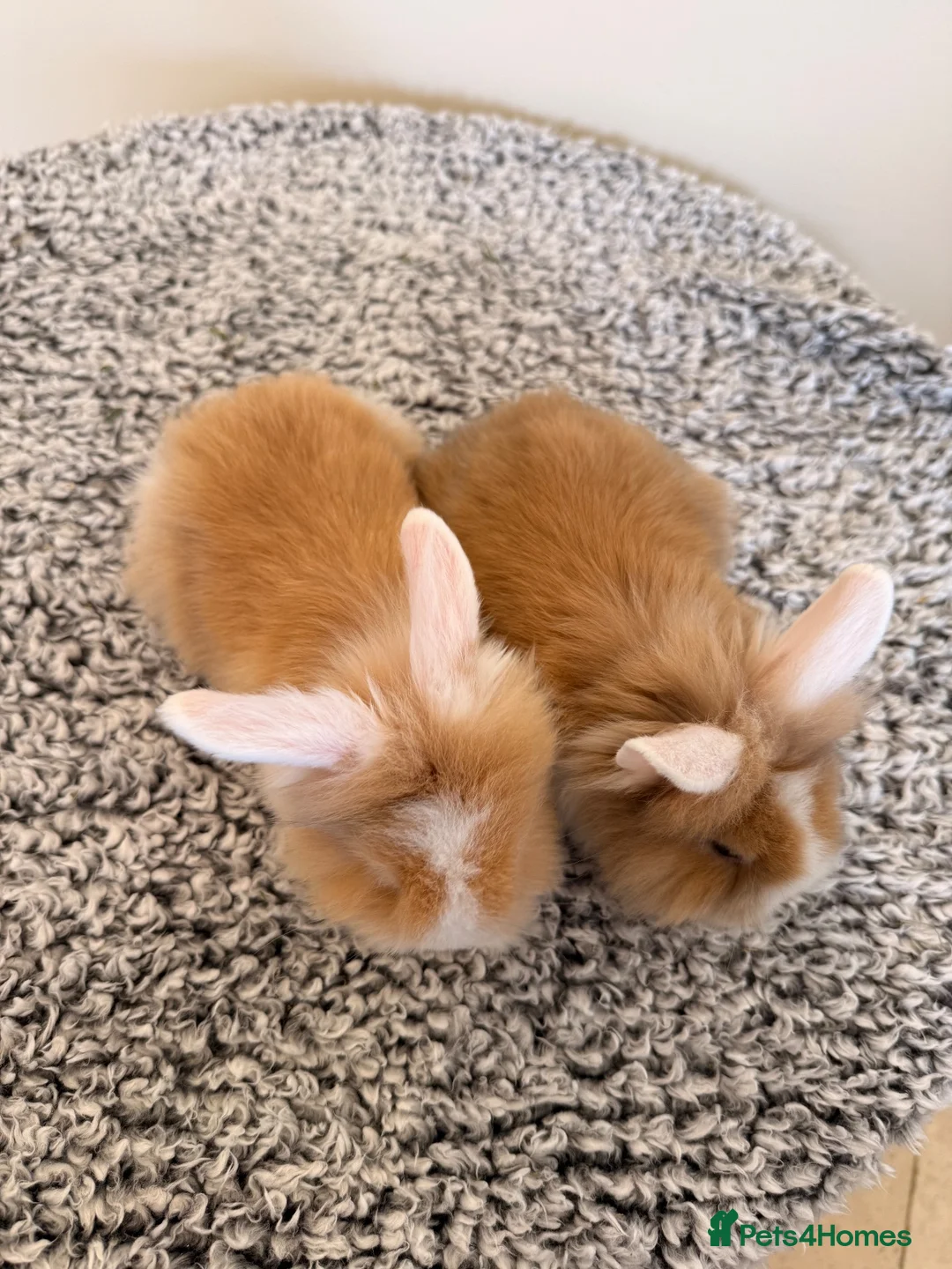 Mini Lion Lop rabbits for sale: Two girls left  - Advert 2