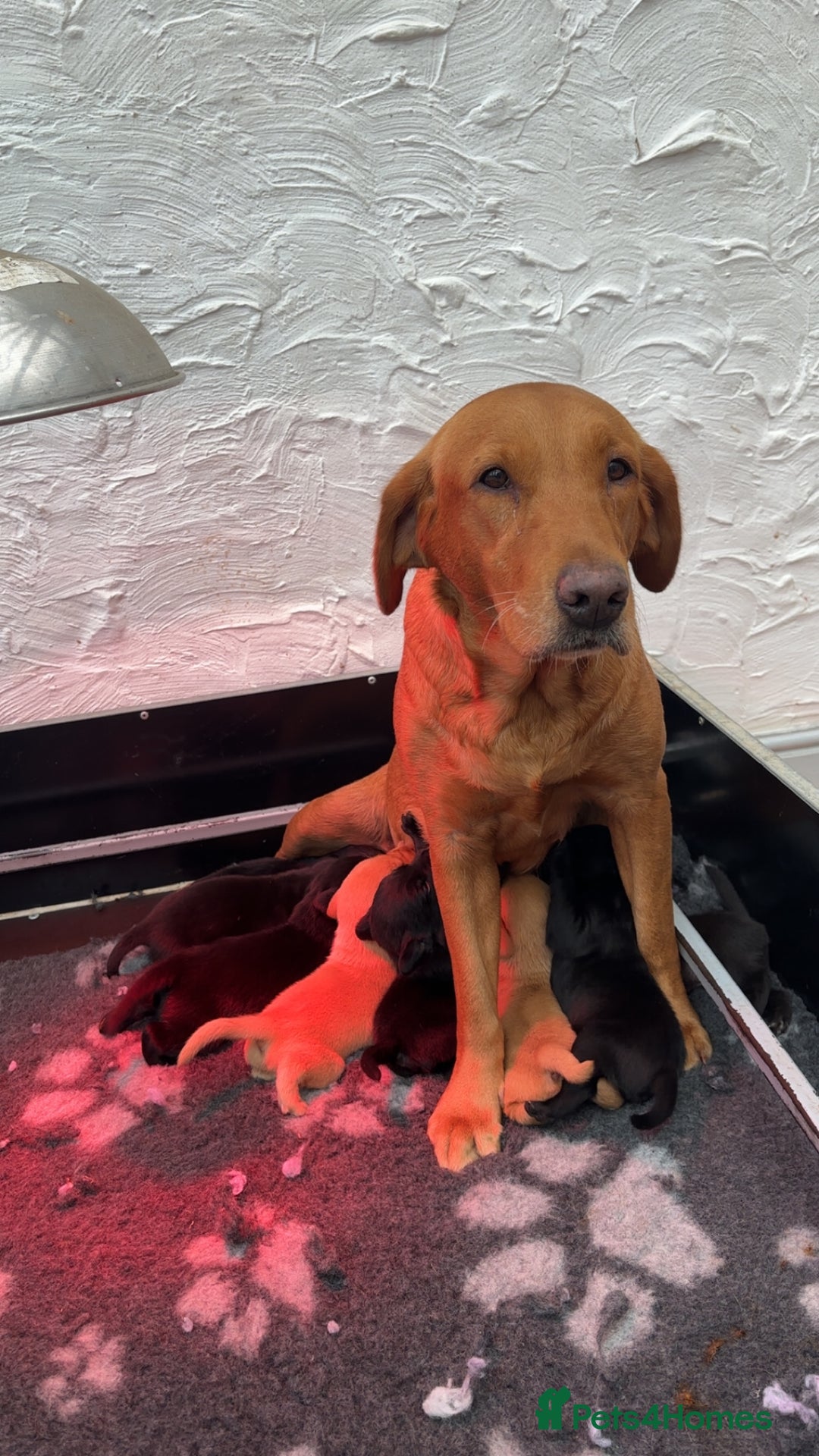 Labrador Retriever dogs for sale: Labrador puppies from working lines - Image 9