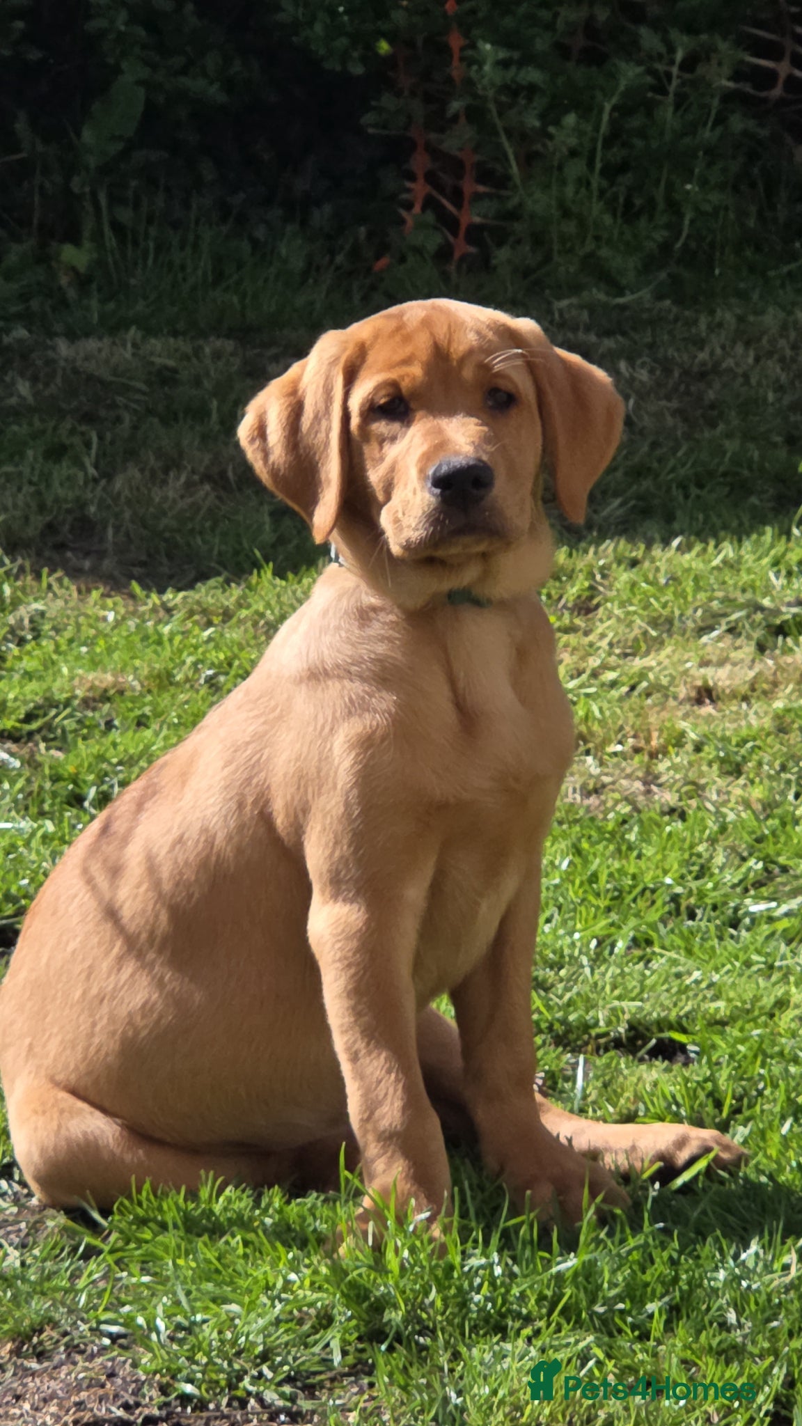 Labrador Retriever dogs Fox red labrador puppy  - Advert 5