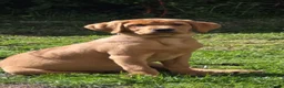 Labrador Retriever dogs for sale: Fox red labrador puppy  - Advert 1
