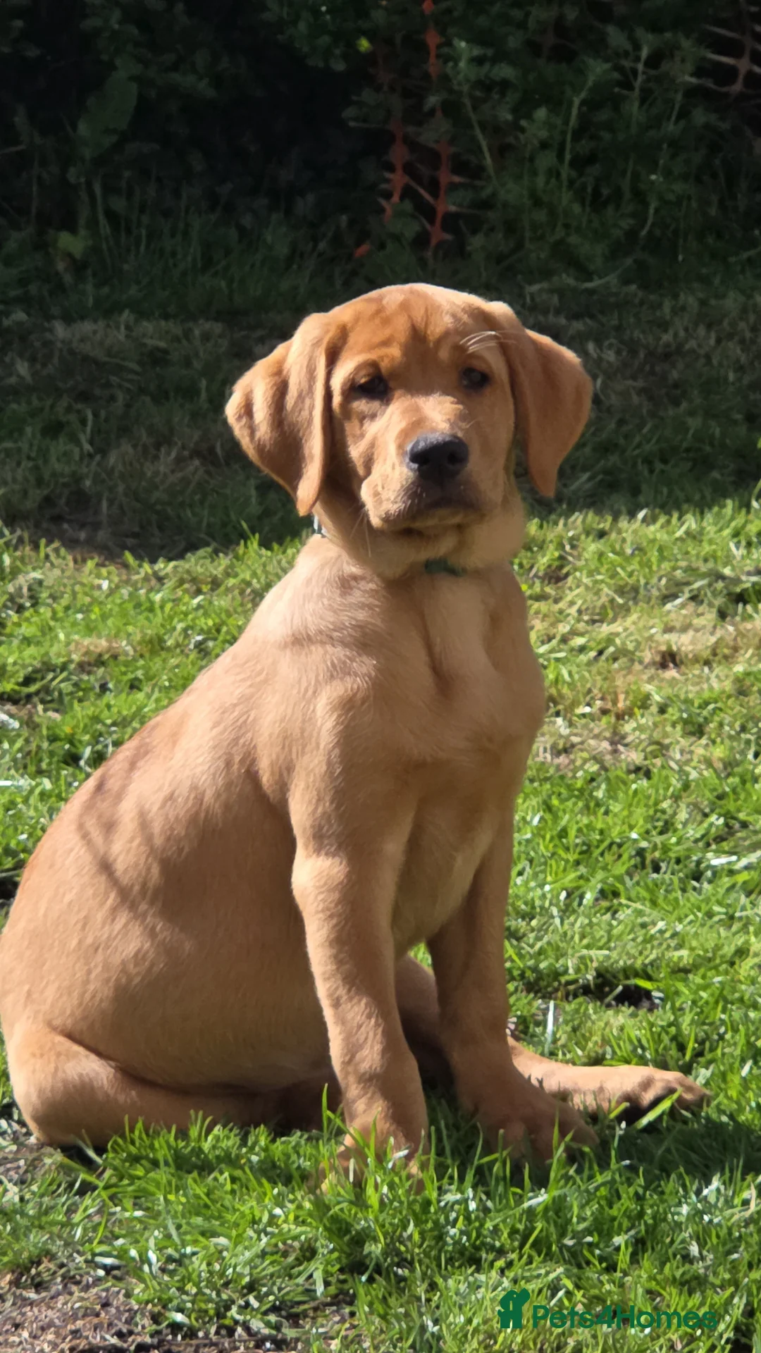 Labrador Retriever dogs for sale: Fox red labrador puppy  - Advert 1