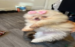 Pomeranian dogs for sale: Our little white baby girl - Image 3